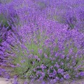 Mavi lavanda