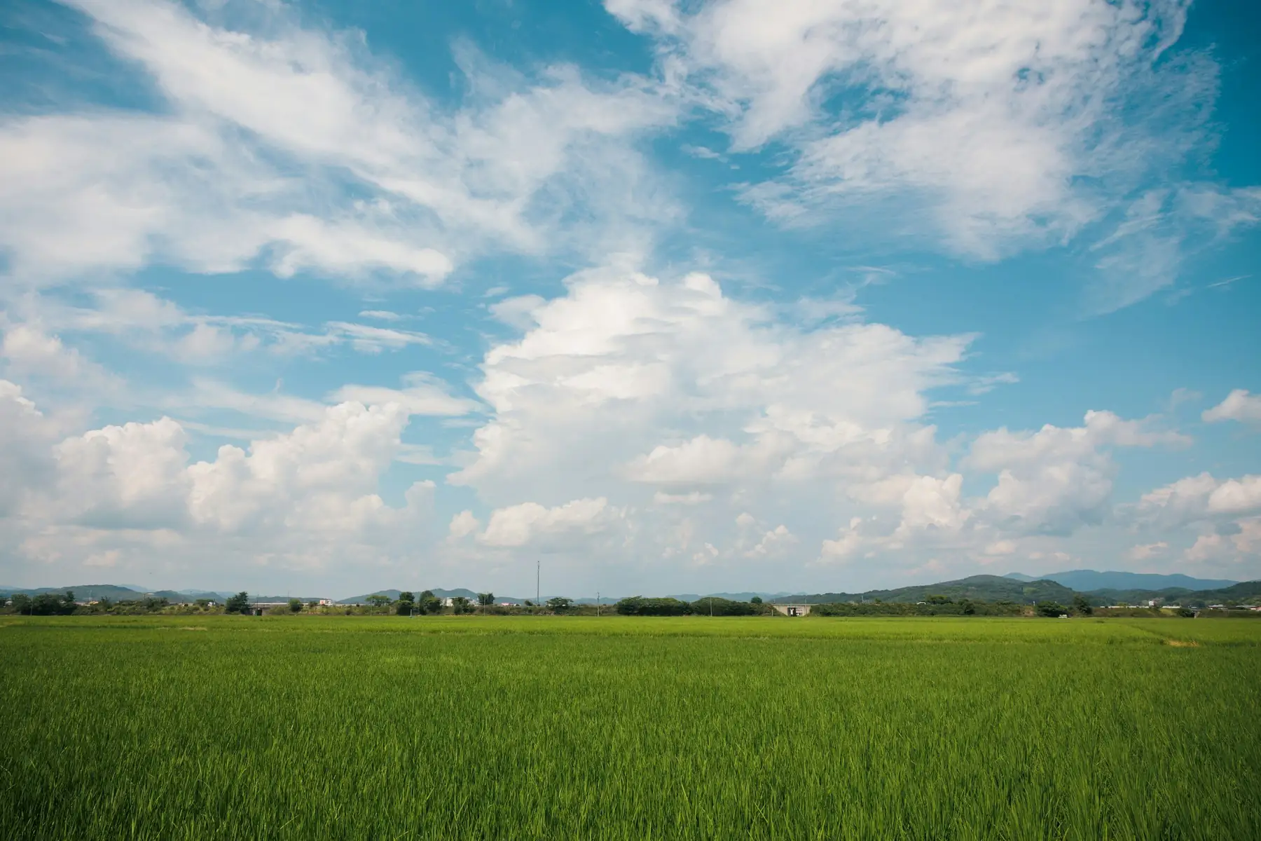 The farm in summer
