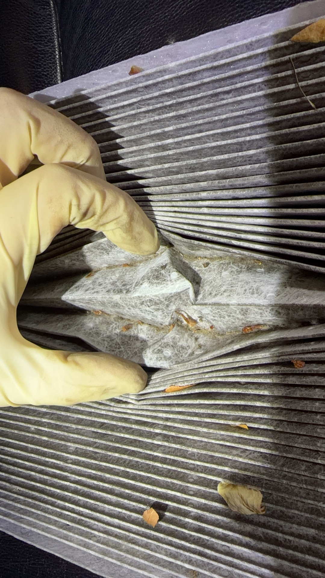Cabin air filter pleats pinched open showing packed leaves and debris