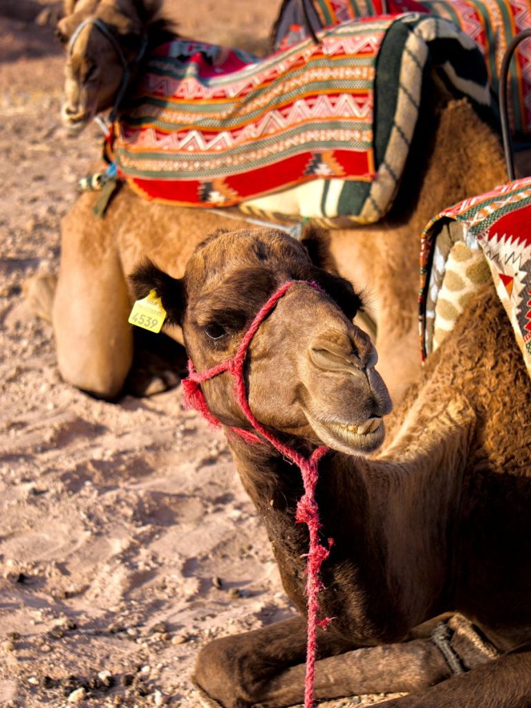 camels in the agafay desert