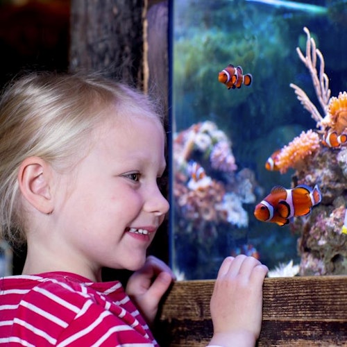 Ein junges Kind im rot gestreiften Hemd lächelt, während es Clownfische in einem Aquarium betrachtet.