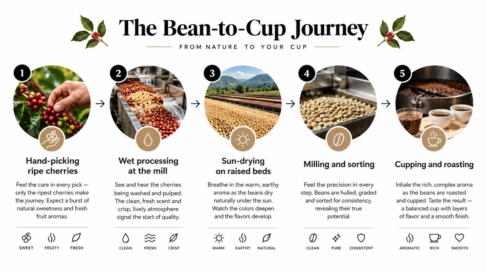 An infographic illustrating the five stages of the coffee bean-to-cup production process from picking to roasting.