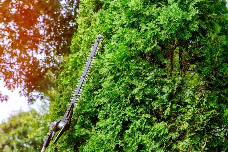 Hedge Trimming