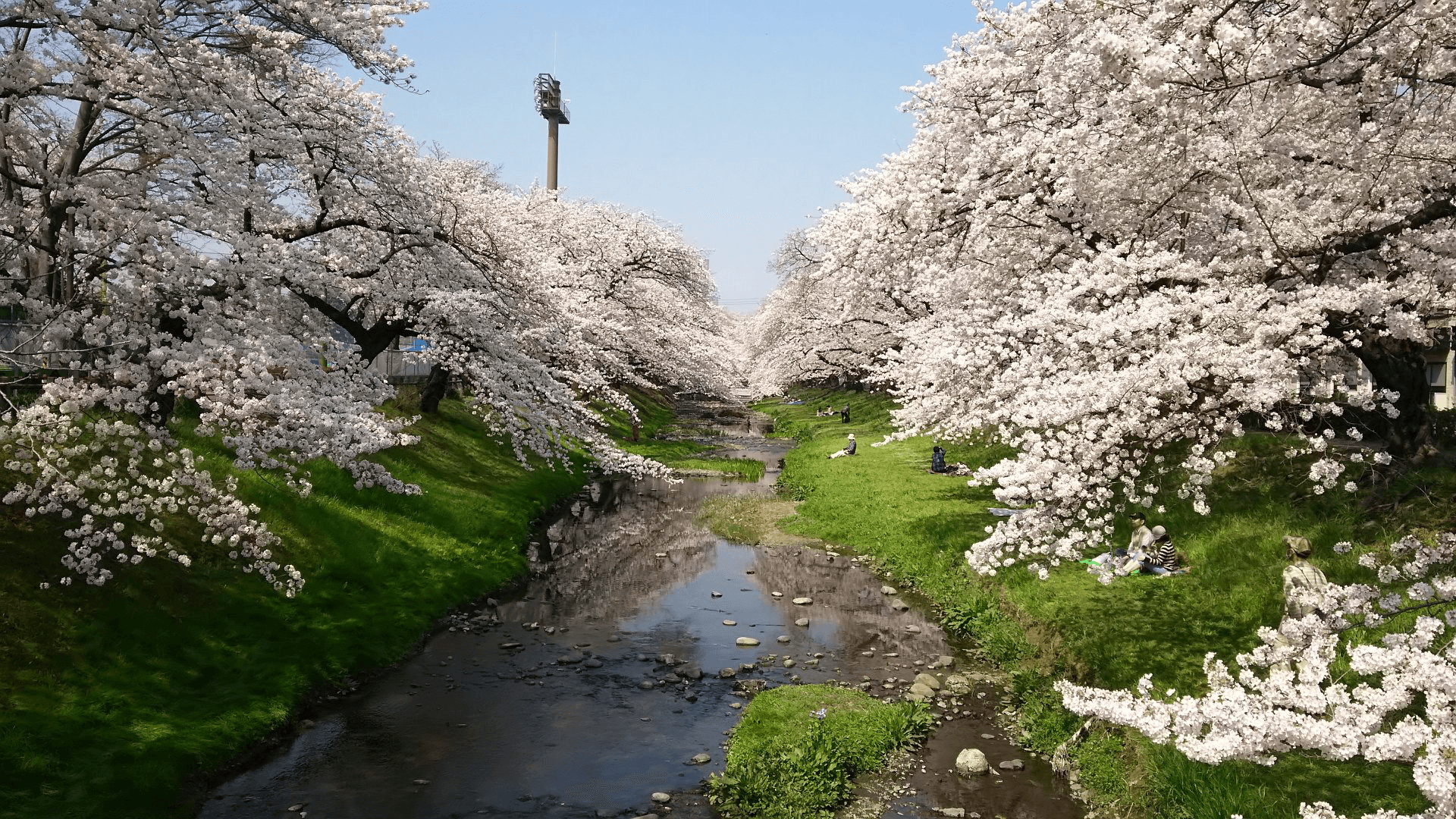 Sakura by the river at Negawa Ryokudo, Tachikawa