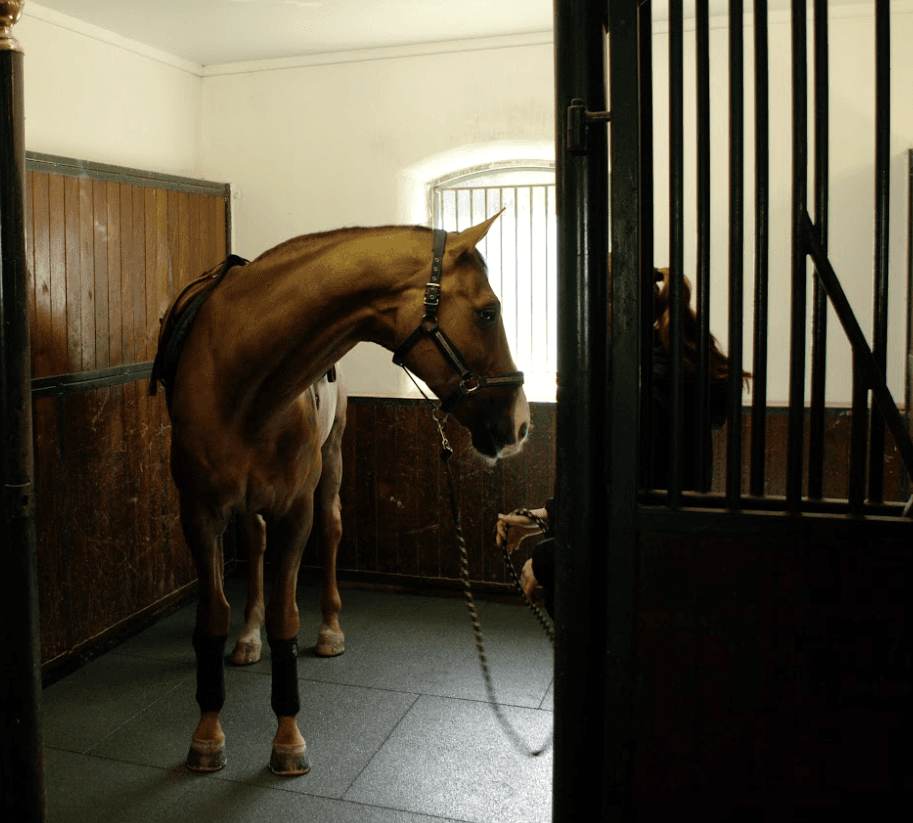 hest står på softdek gulv