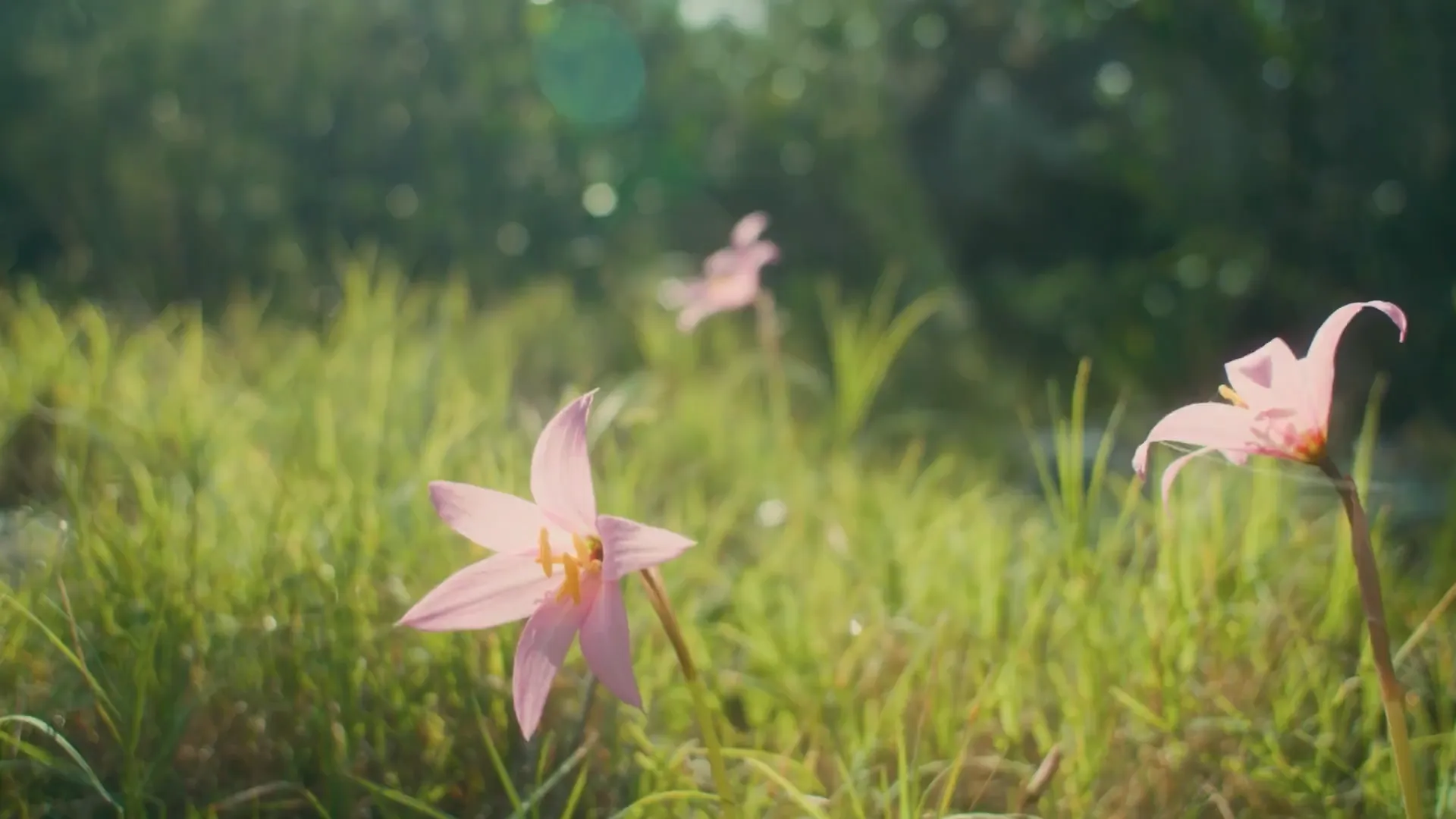 Fueguia para Fueguia: primer fotograma de contenido multimedia que muestra detalle natural con texturas botánicas y luz ambiental.