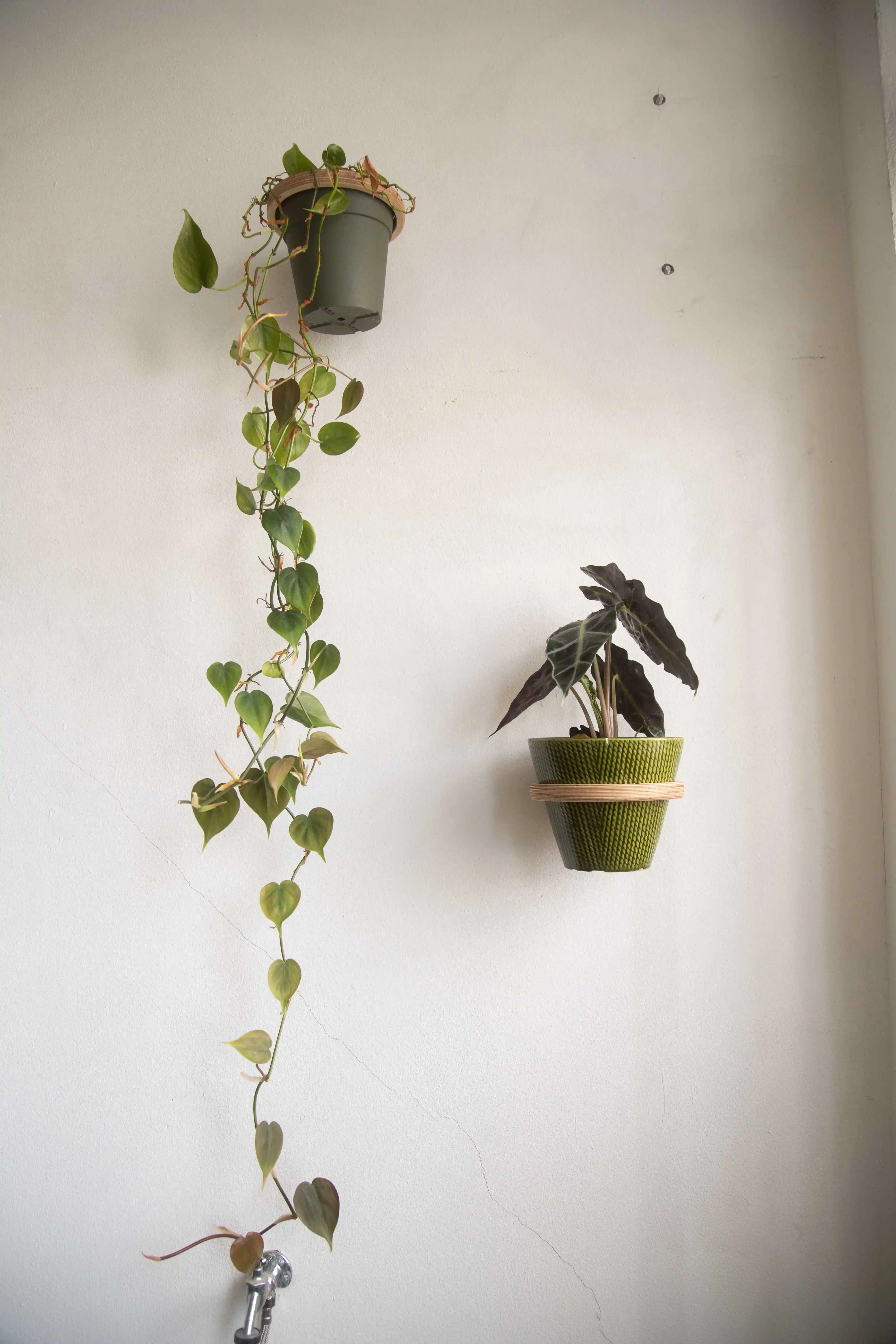 Pflanzenwand-Halter aus Multiplex mit zwei Pflanzen für moderne Wandbegrünung