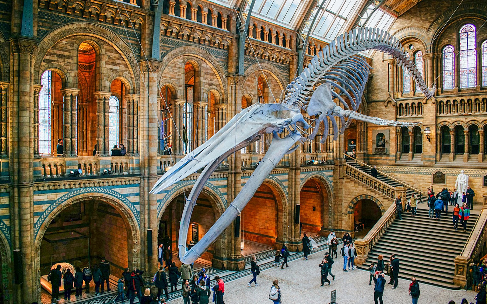 Natural History Museum Gallery showcasing dinosaur skeleton exhibits in London.