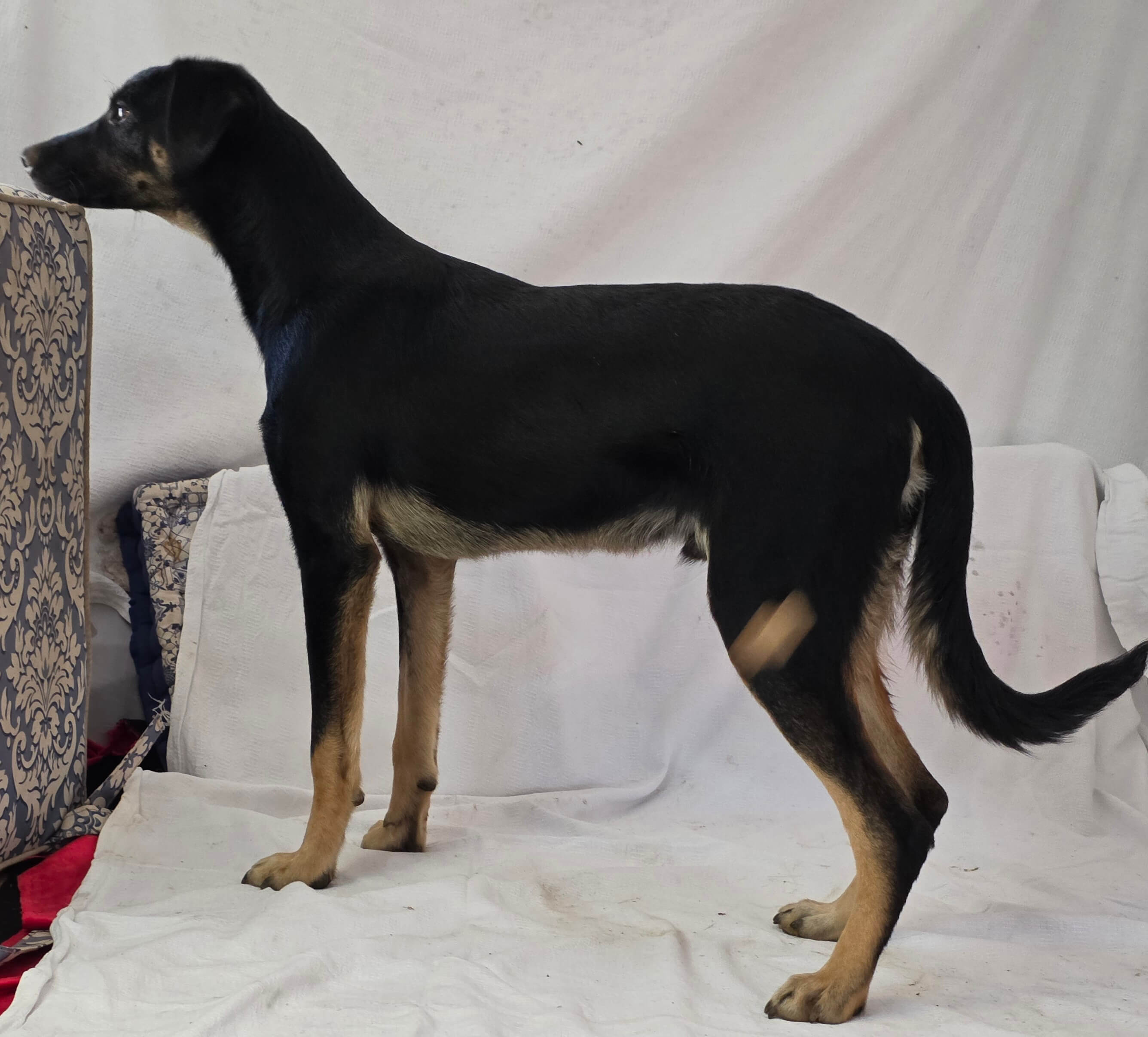 Male dog. Gryphon