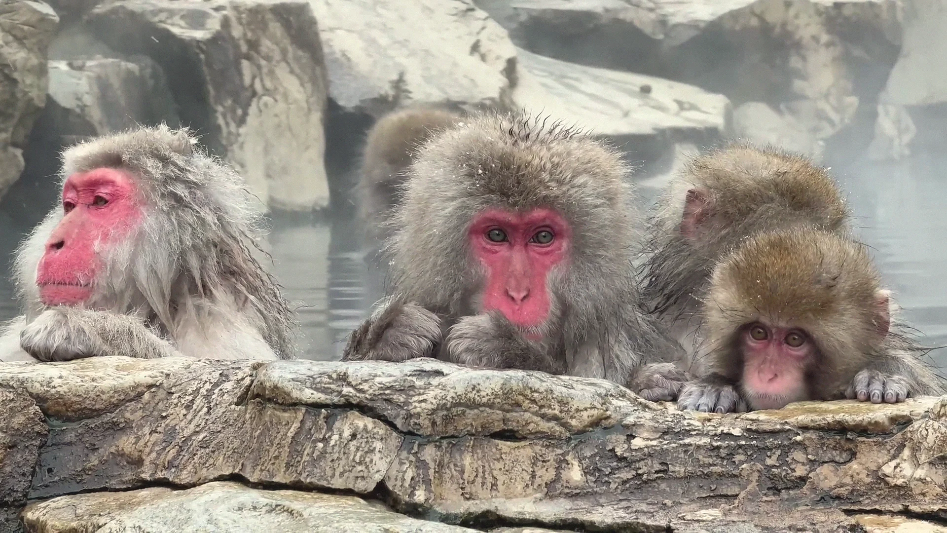 A large male Japanese macaque sitting at the pool's edge facing the camera as visitors photograph nearby, Jigokudani