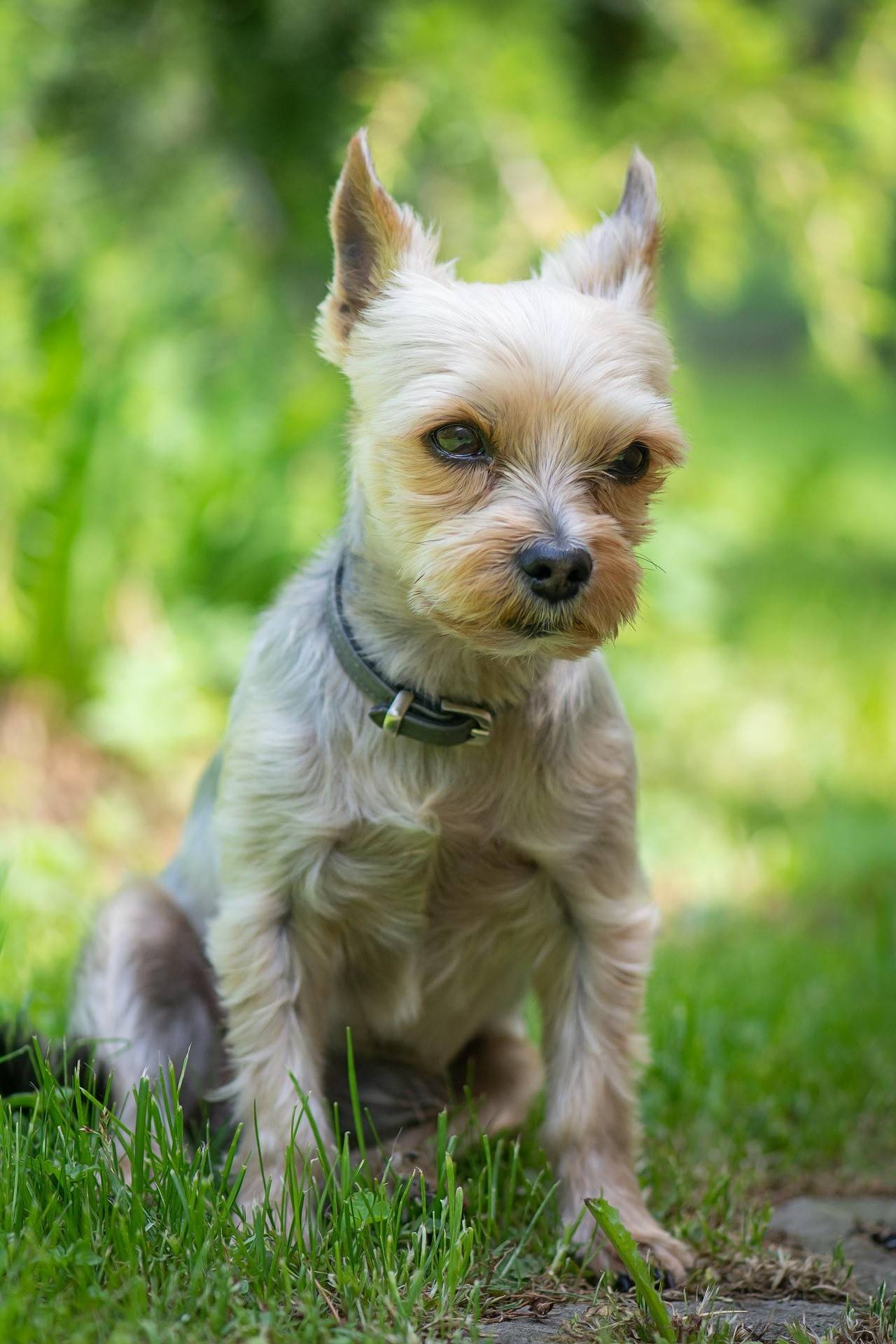 Yorkshire Terrier Breed History