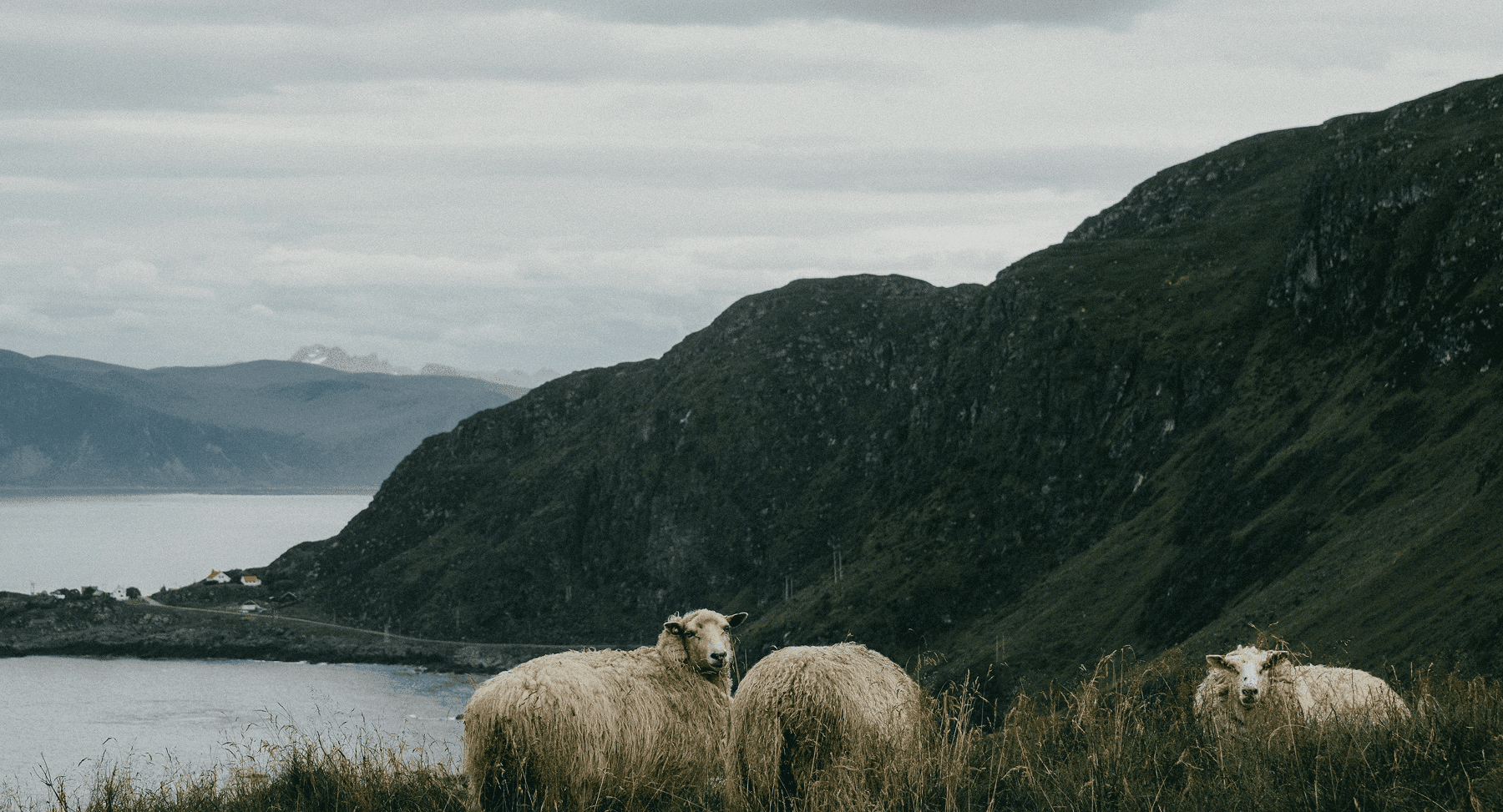 three sheep grazing on grass