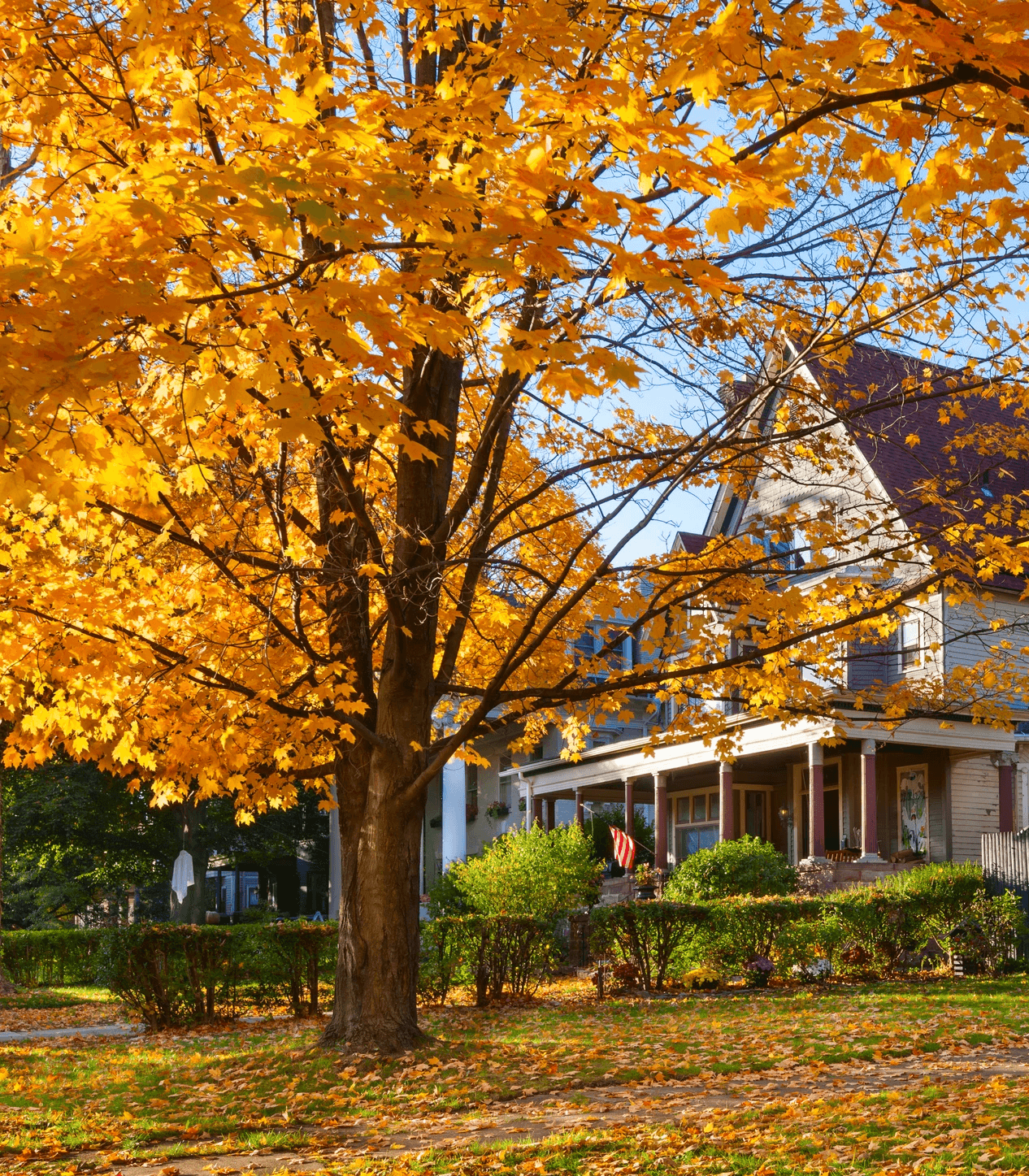 Autumn tree