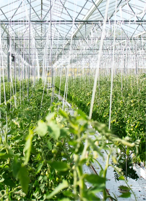 Modern greenhouse farming interior