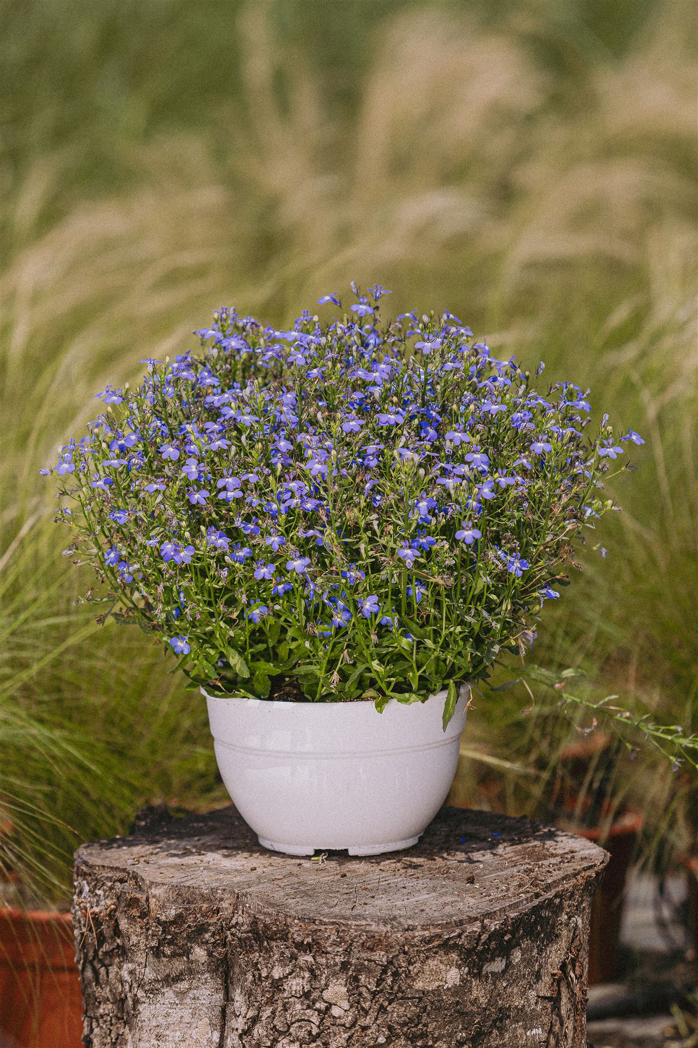 Tomillo Eiviss Garden