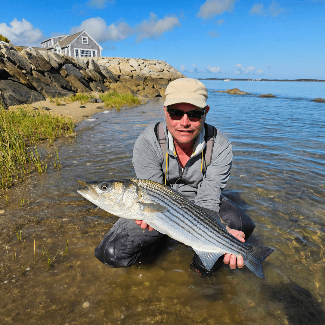 Cape Cod, stripers, striped bass
