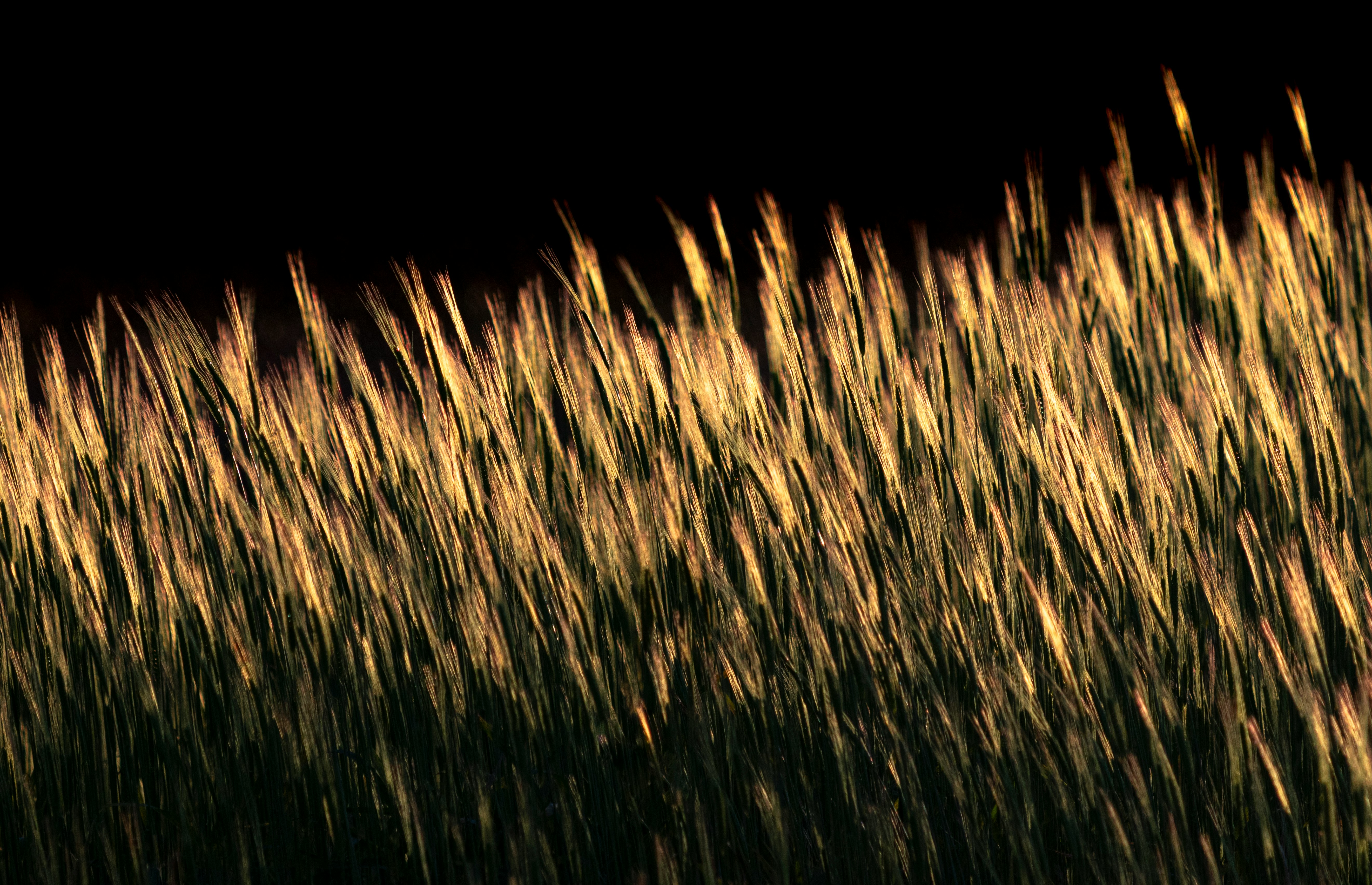 green grass field during night time