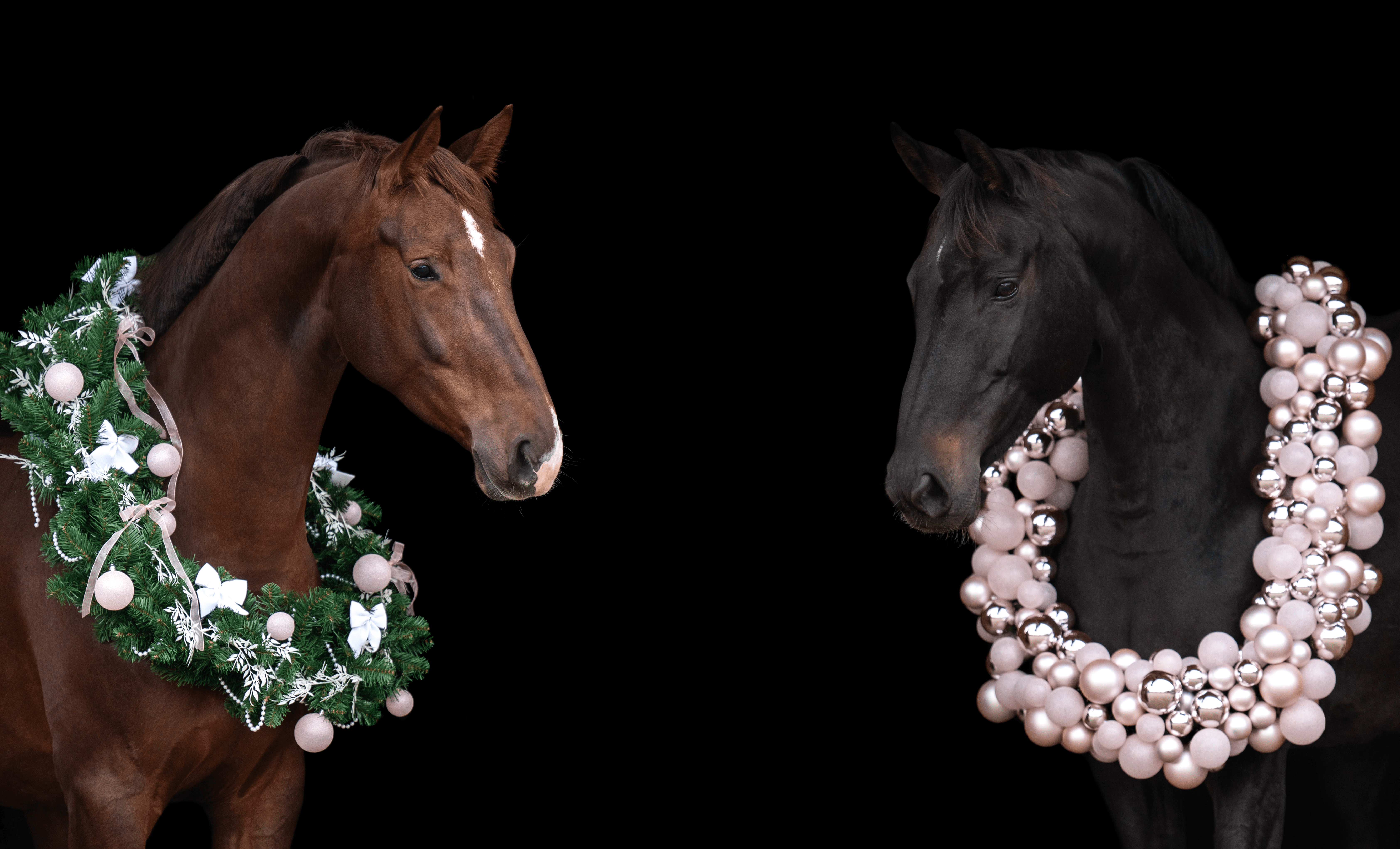 Header anne roos paardenfotograaf