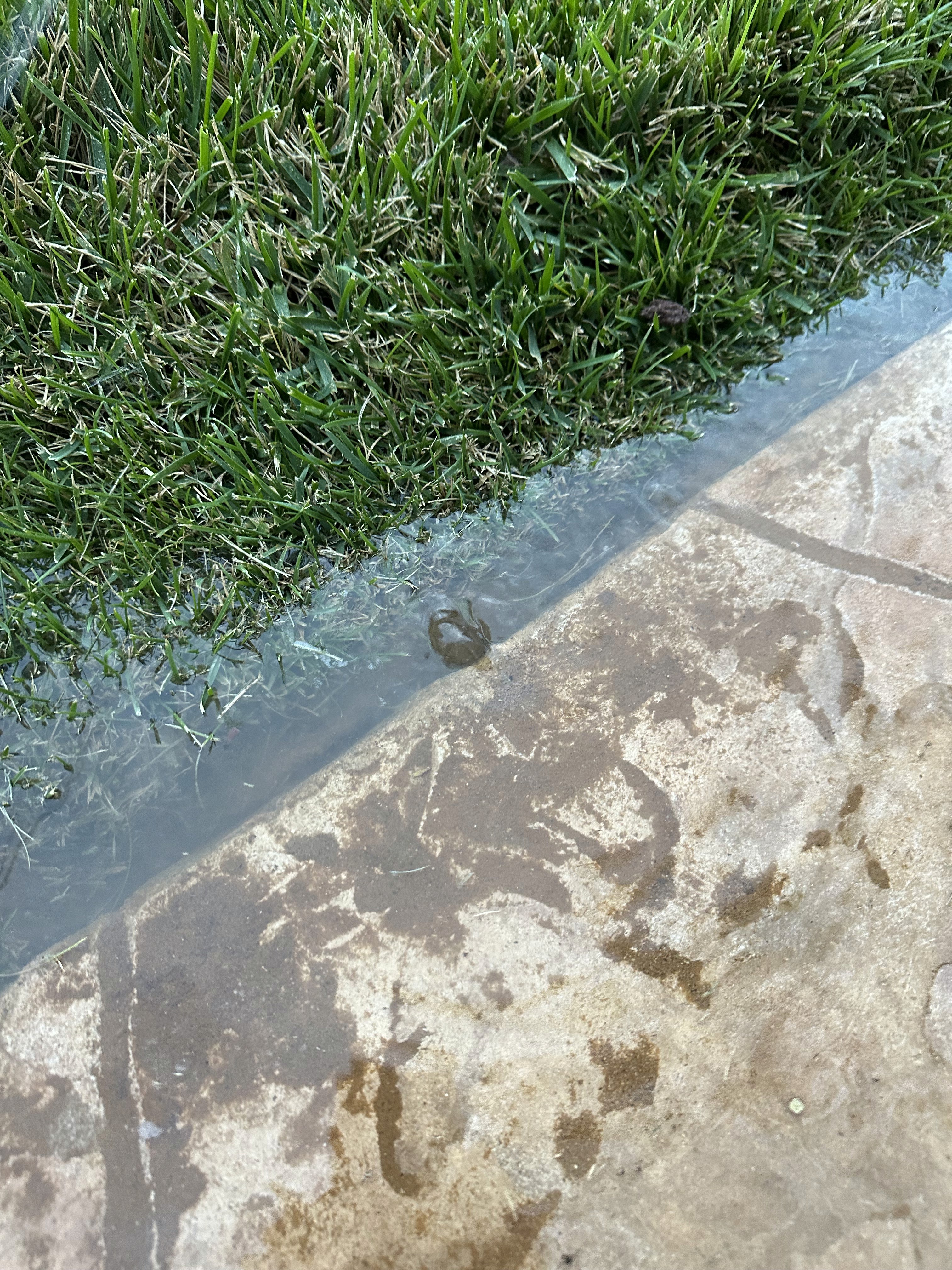 Water bubbling up between a green lawn and concrete sidewalk, indicating an underground irrigation pipe leak requiring troubleshooting.