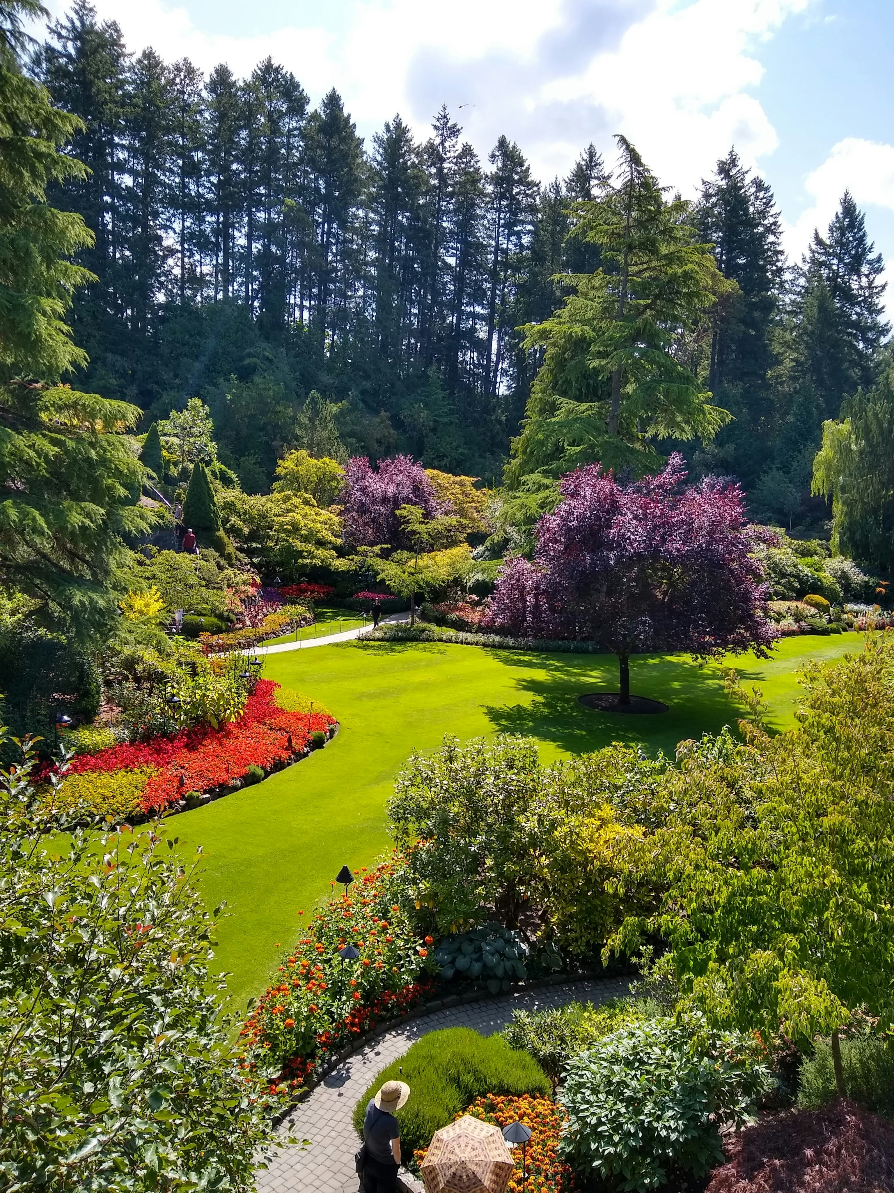 Lawn surrounded by trees