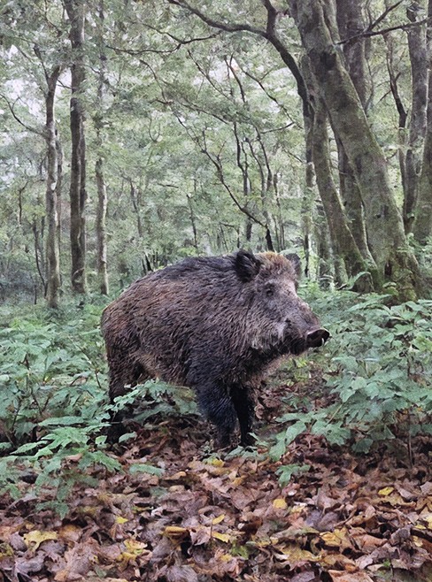 Sacred artwork by Faith and Verse. © Faith and Verse, 2026. All rights reserved. Wild boar in the Vosges forest, associated with the legend of Saint Deicolus.