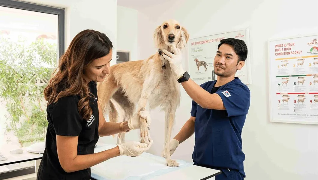 Two physiotherapists are checking a dog's body and flexibility.