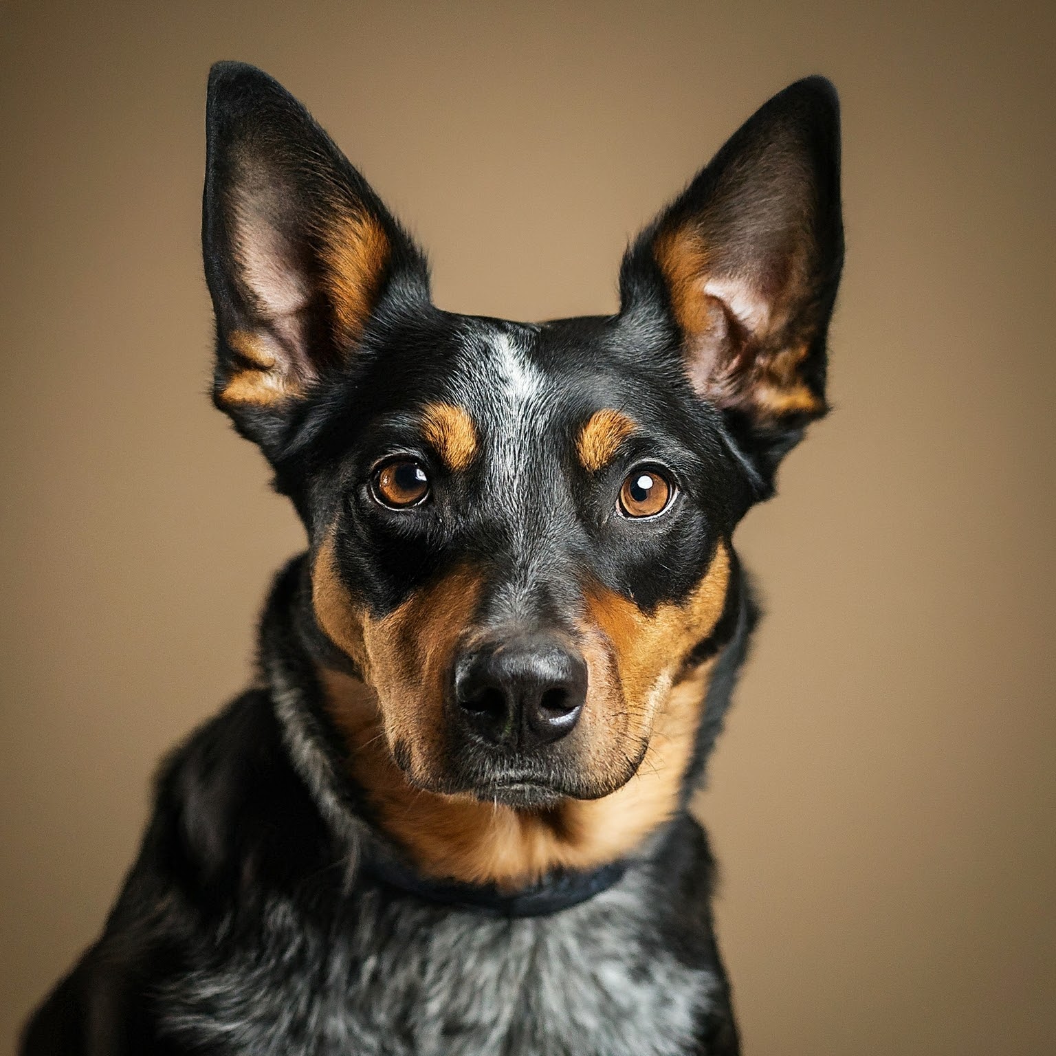 BUDDYUNO, Lancashire Heeler