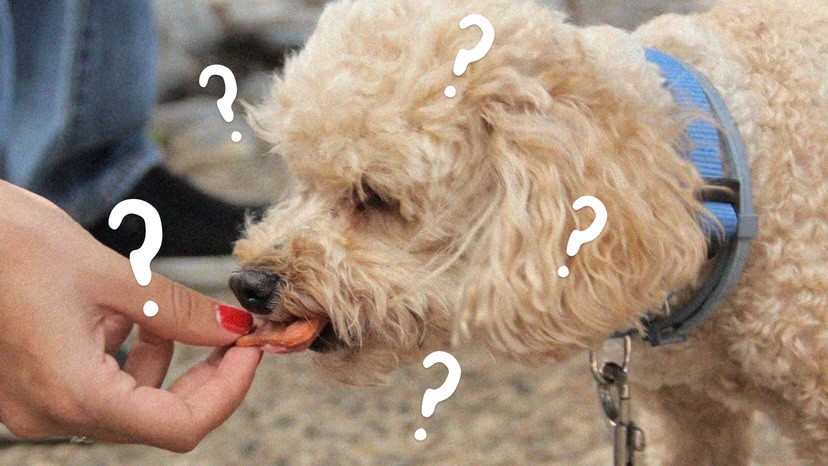 A fluffy golden Cockapoo wearing a blue collar eats a prawn from a person's hand, surrounded by overlaid white question marks.