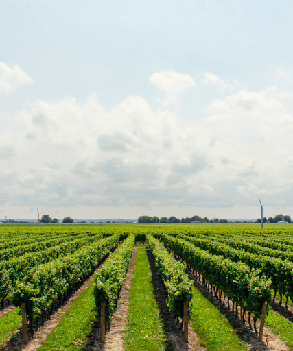 A wide shot of a vineyard with rows of vines stretching into the distance.