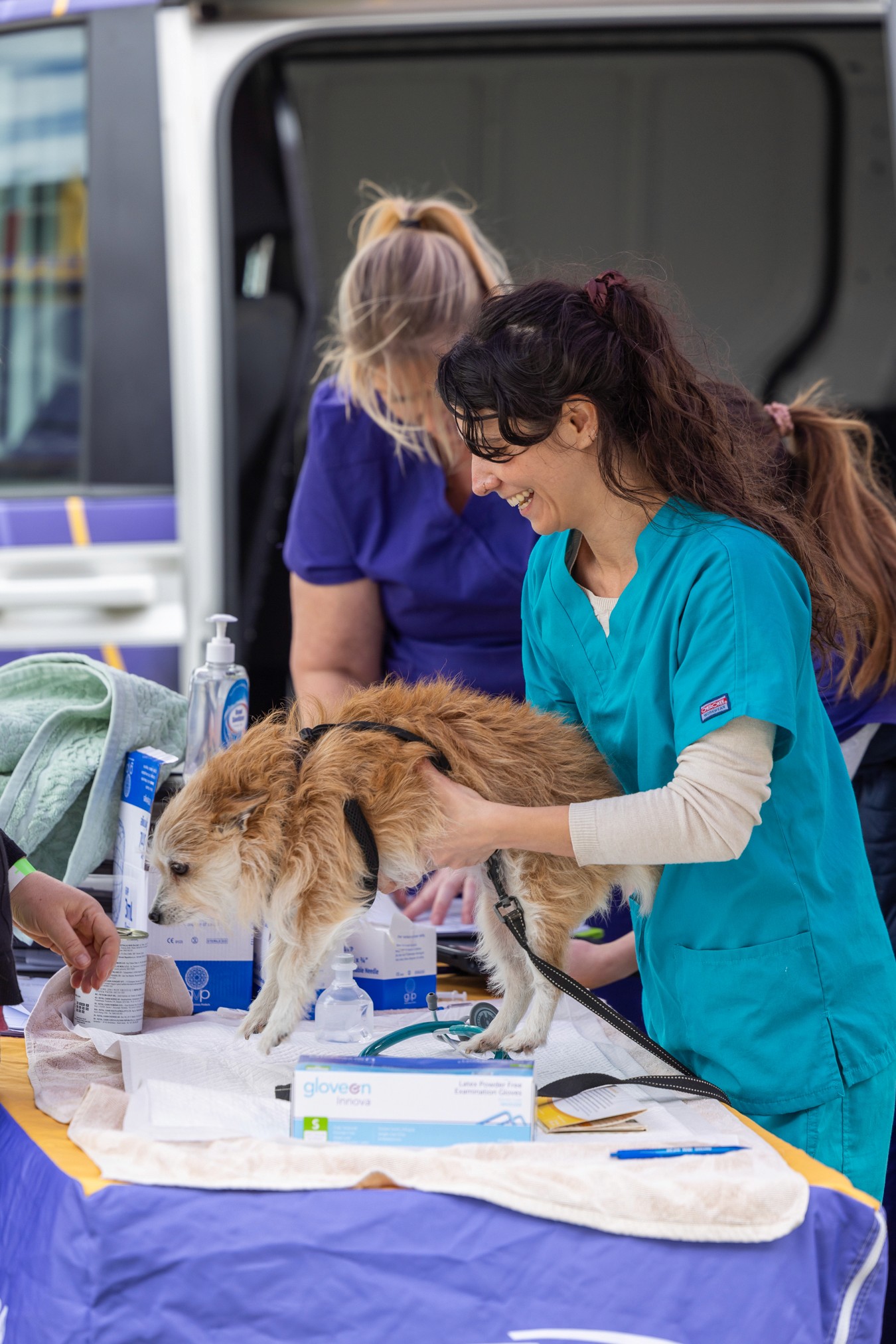 Vet examining small dog