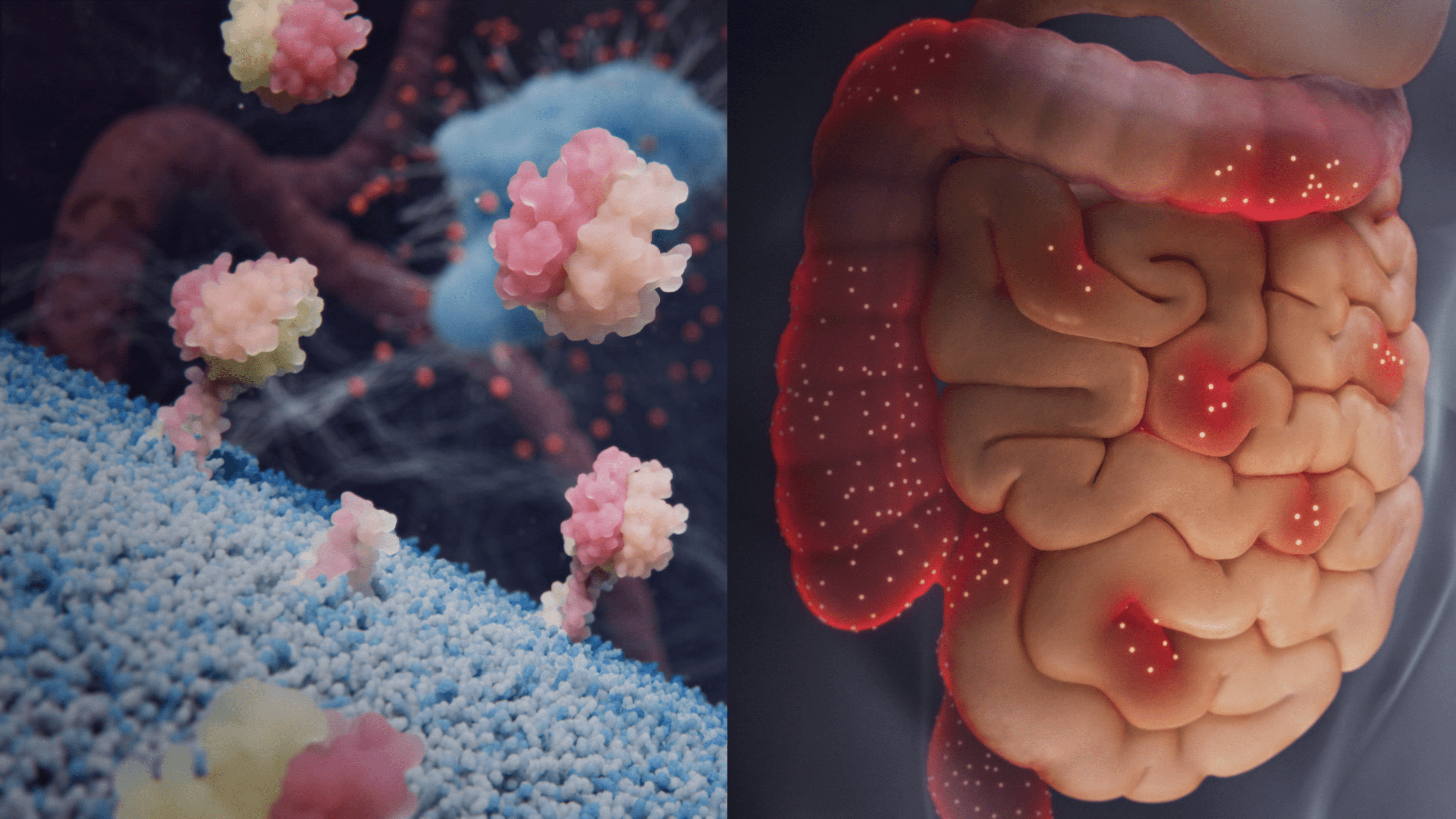 Split-screen visualization of TL1A is expressed on the surface of APCs and appears transiently in inflamed regions in IBD
