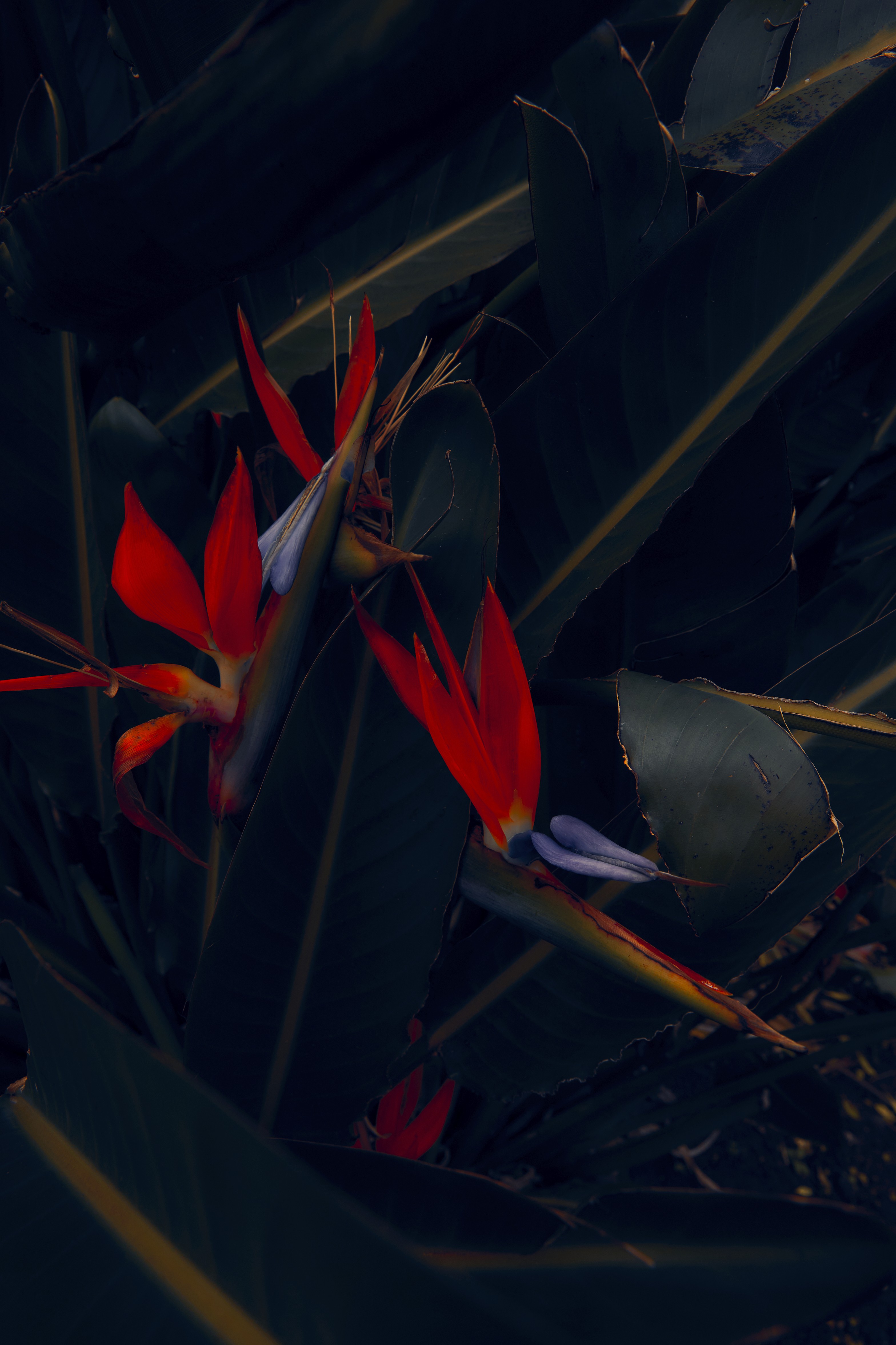 Close up of a red tropical flower native to Hachijojima, photographed on a dark background.