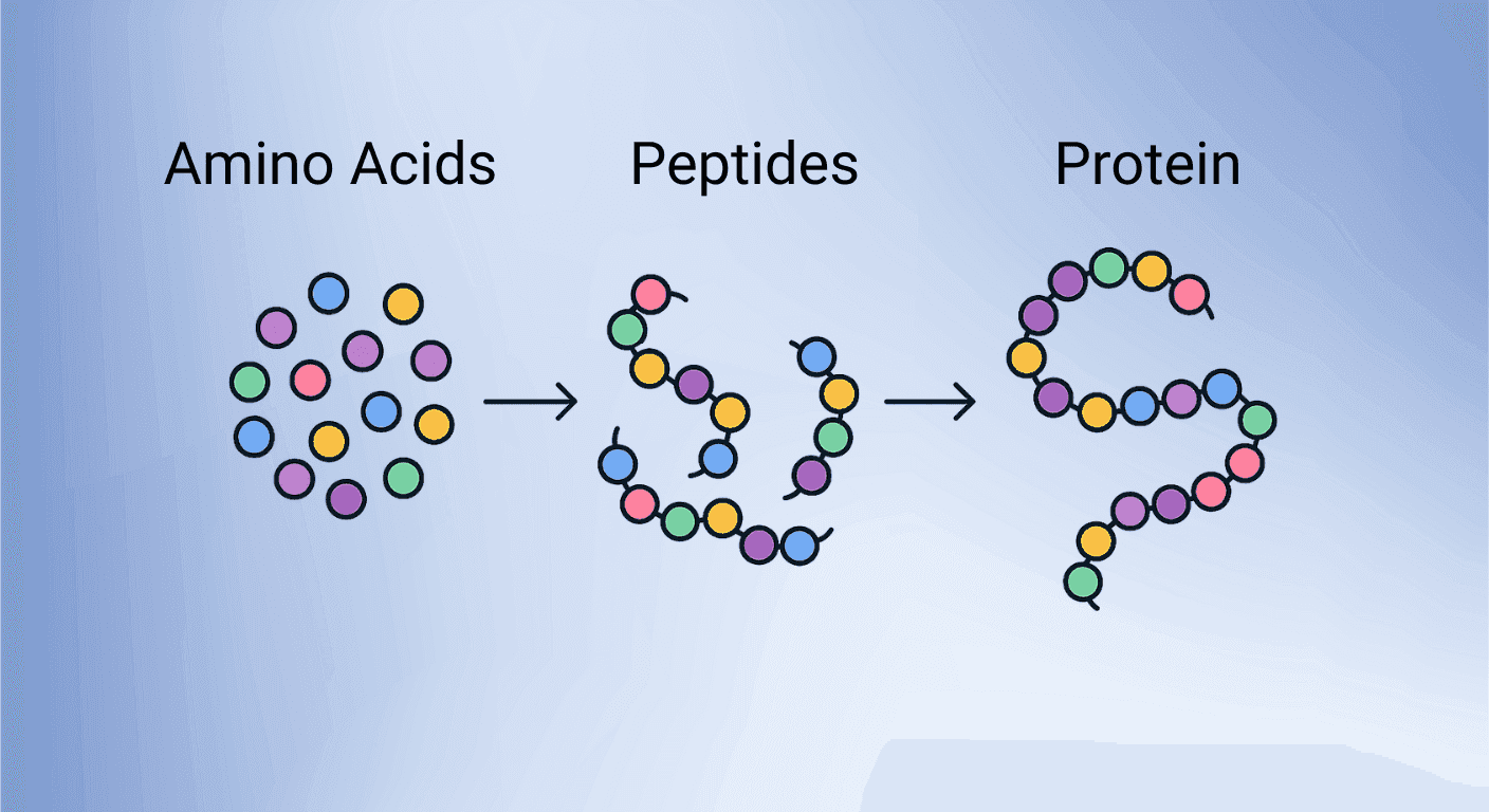 An illustration showing the change from amino acids to peptides to proteins.