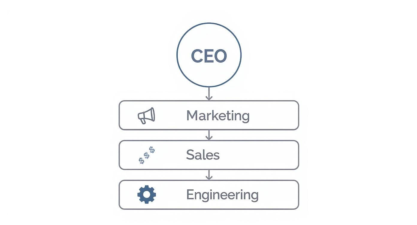 Infographic about functional organizational structure