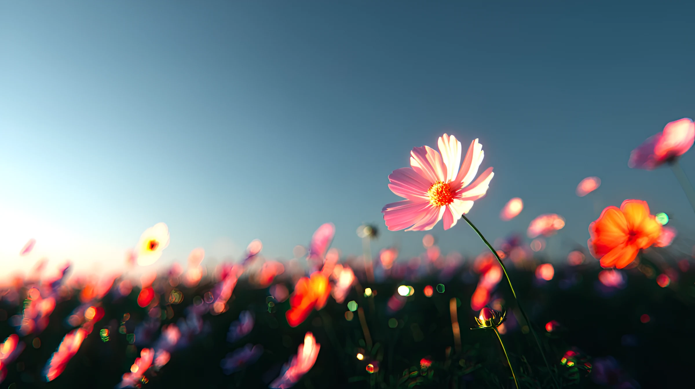 Sunlit Pink Blossom