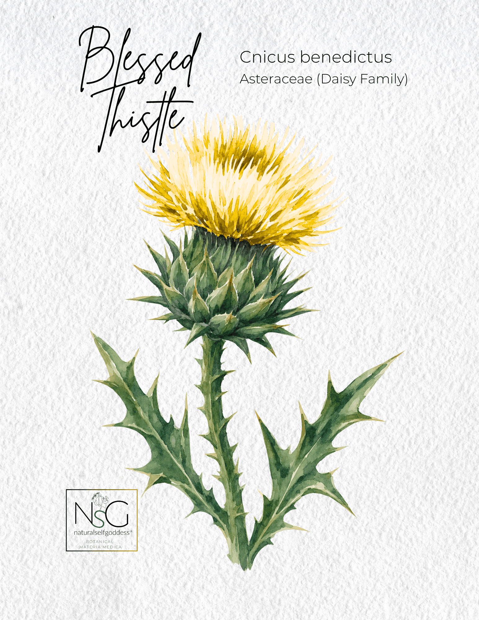 Alfalfa Materia Medica NaturalSelfGoddes