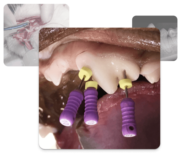 Collage aus Bildern zur tierärztlichen Zahngesundheit, die einen tierärztlichen Wurzelkanal-Eingriff zeigen