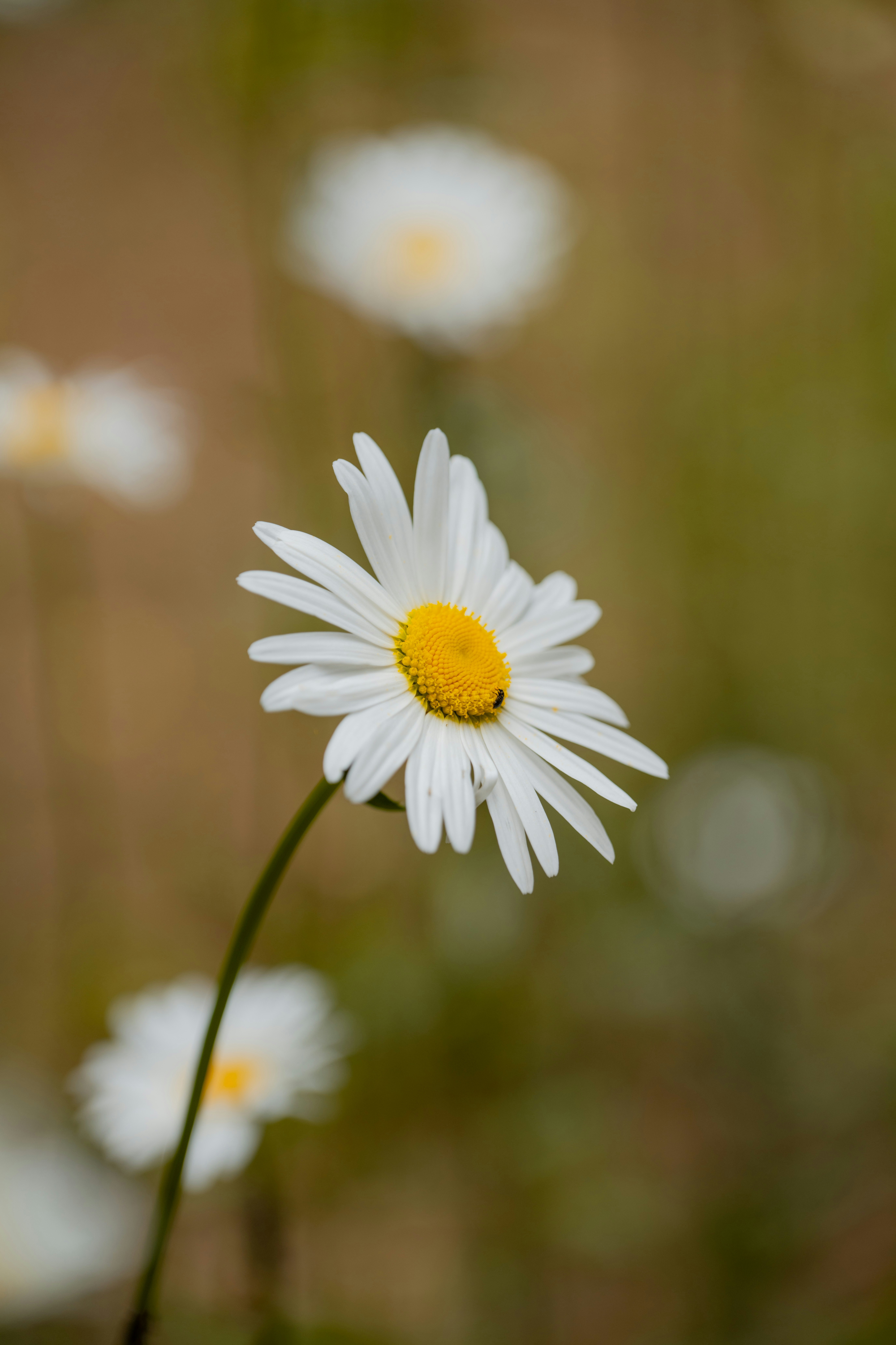 a close up of a flower with a blurry background