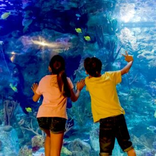 Dos niños frente a un tanque de acuario, interactuando con peces y vida marina. El agua está iluminada con luces azules.
