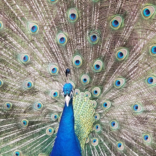 تذاكر دخول سفاري فرانكلين للقيادة: تذاكر الدخول في فرانكلين