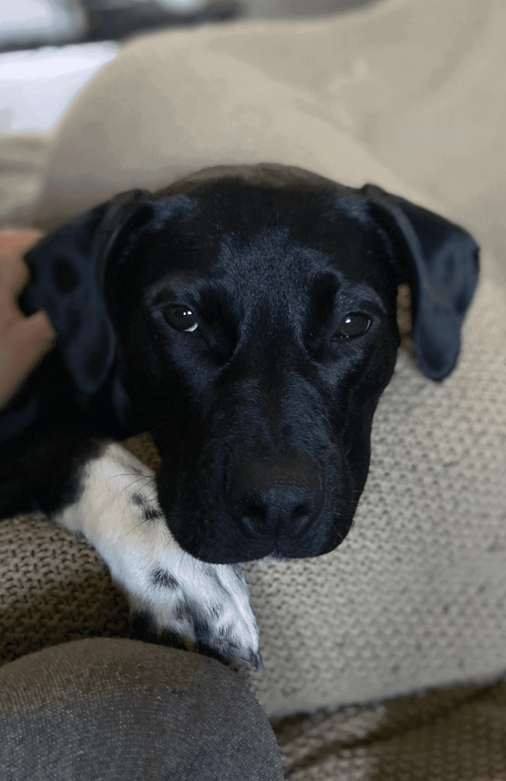 Black and white portrait of Chaco, a black Labrador and Fernhill Business Liaison