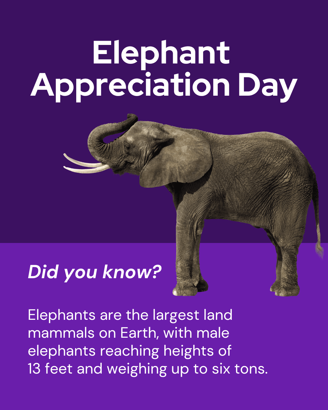 Elephant Appreciation Day