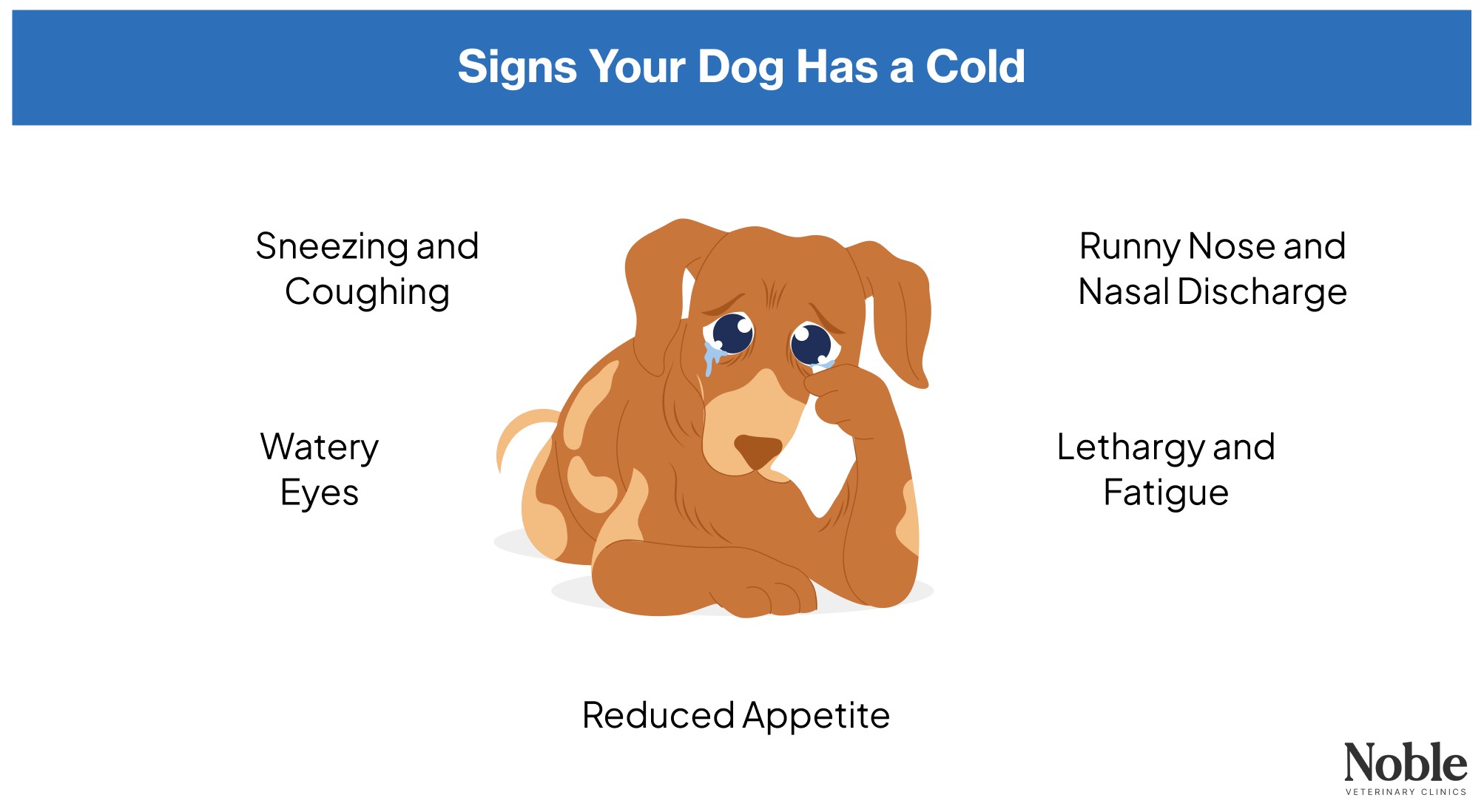 Signsn your dog has a cold.