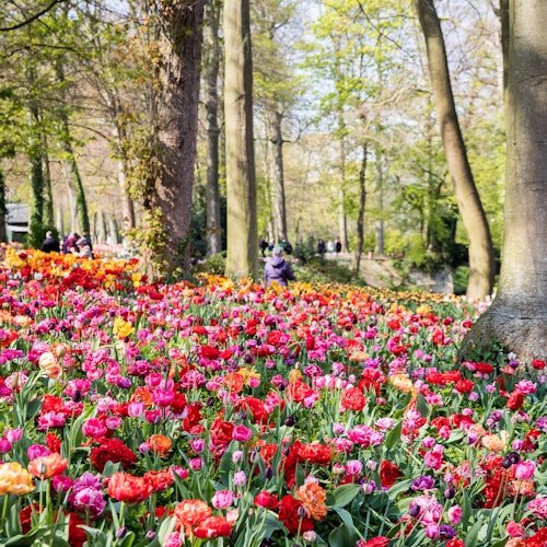 布鲁塞尔花展的古树下，各种不同颜色的郁金香交相辉映