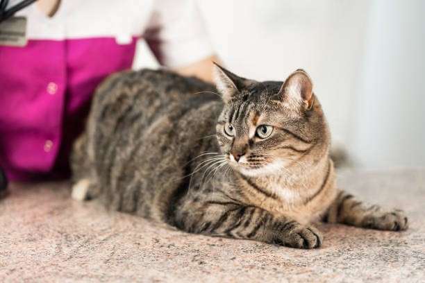 猫の膀胱炎—原因、症状、治療、予防法まで獣医師が徹底解説|動物病院Peco 高輪台