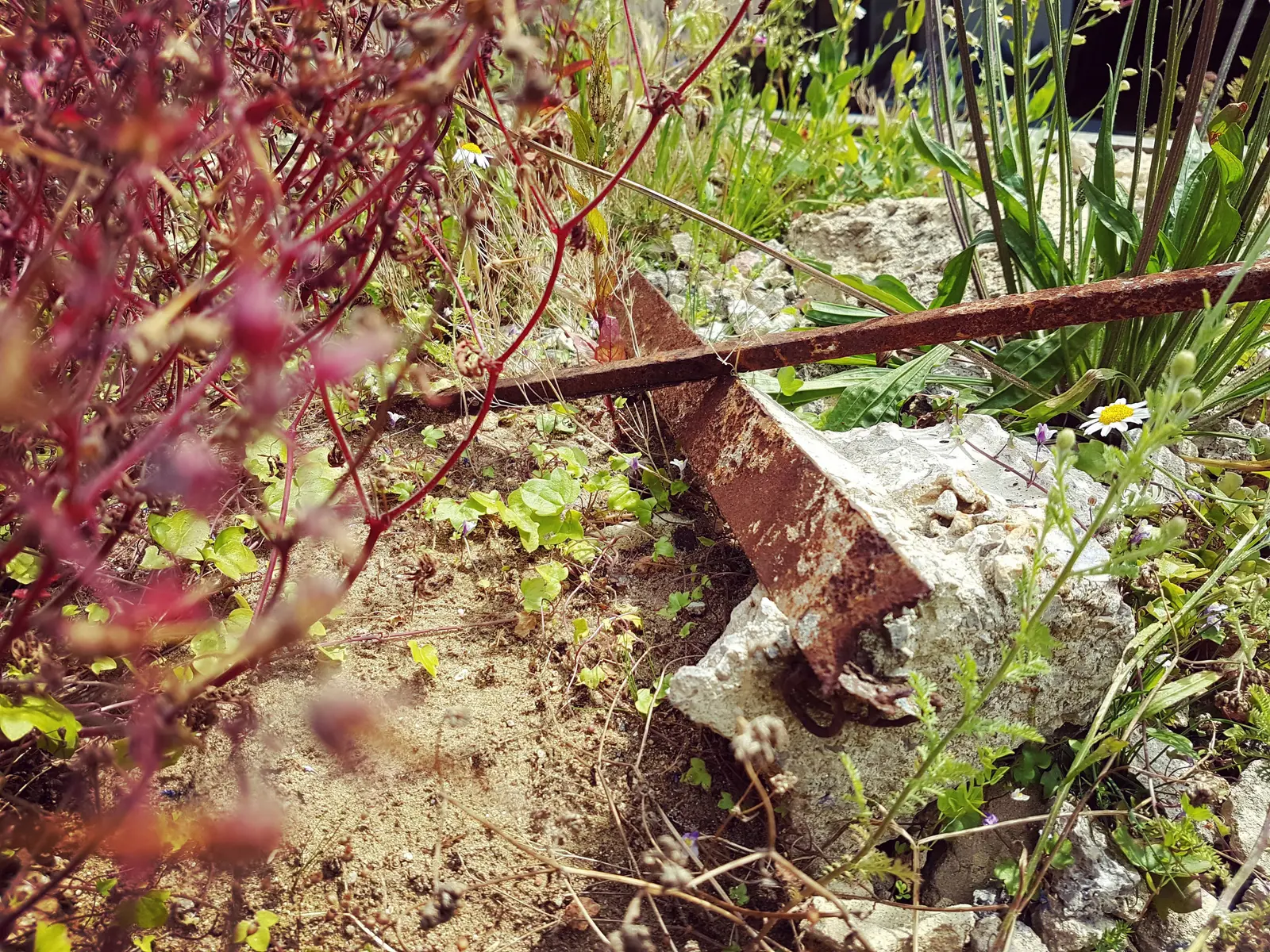 A close-up of a weathered wooden plank on the ground, surrounded by green plants and earthy textures.