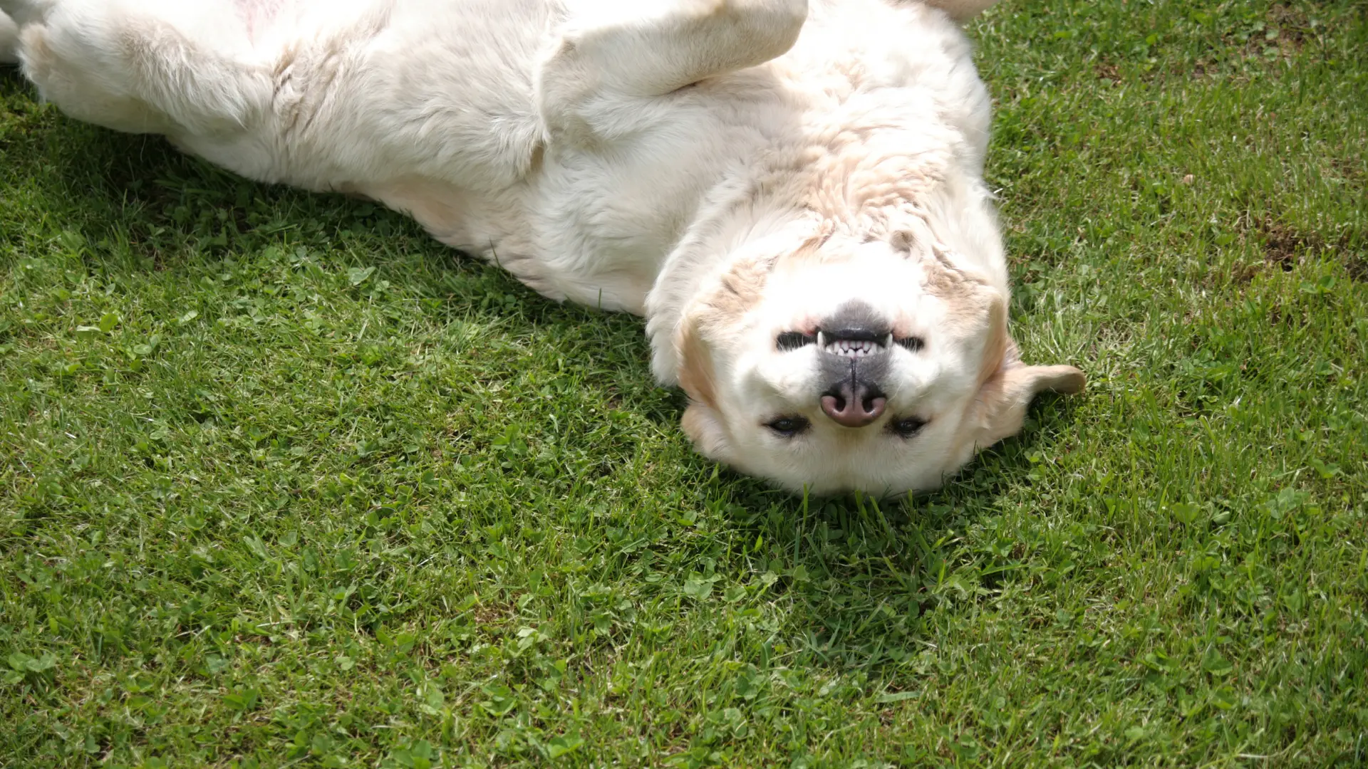 black short coated dog on green grass field during daytime