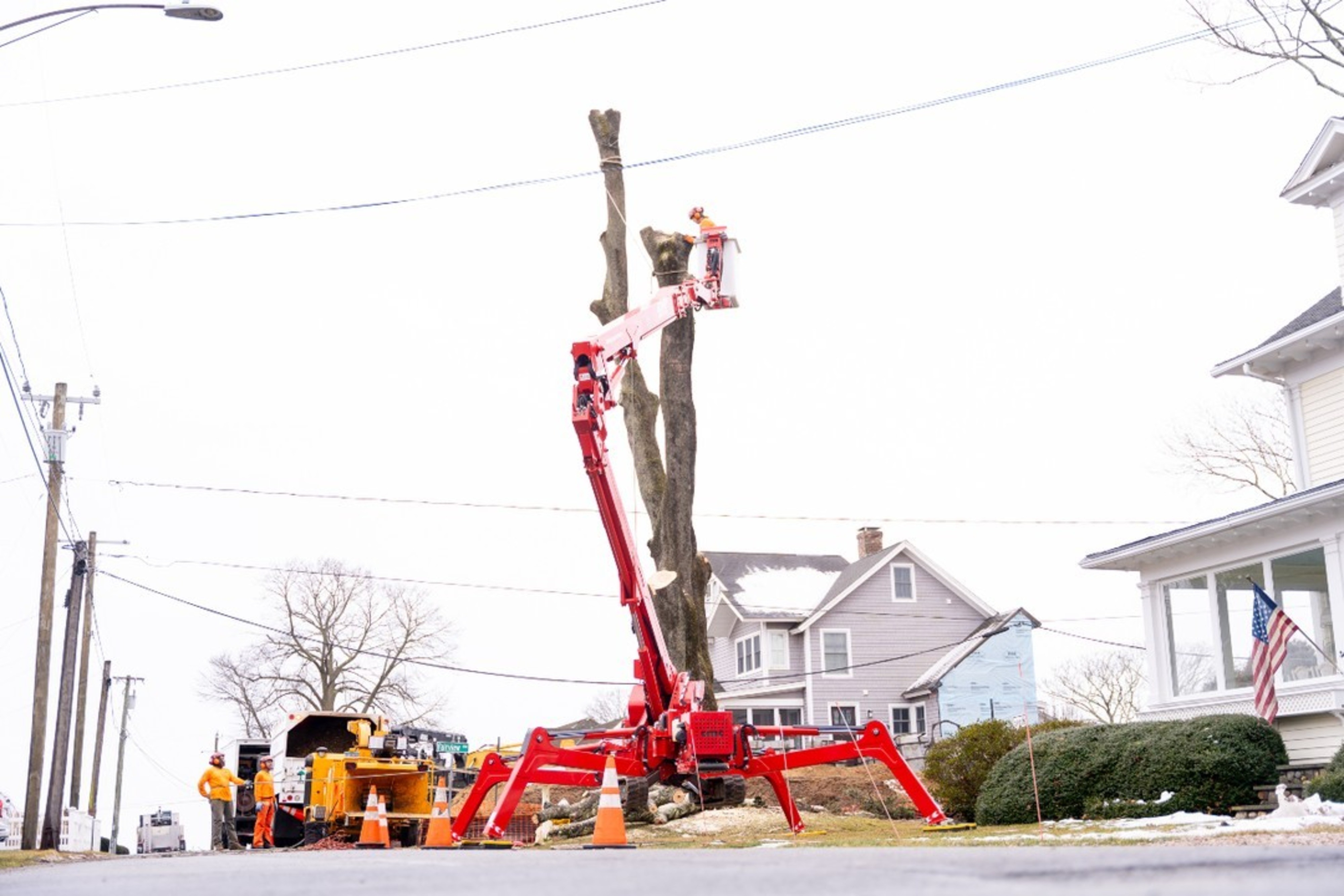 What Affects Tree Removal Cost