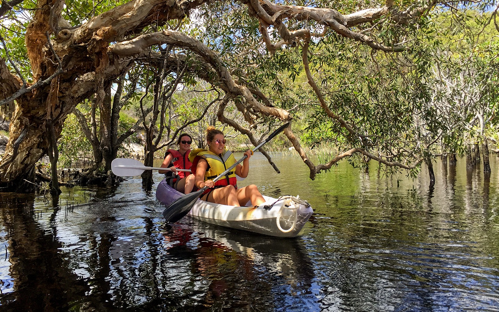 参加 K'gari（弗雷泽岛）红树林中的皮划艇导览游。