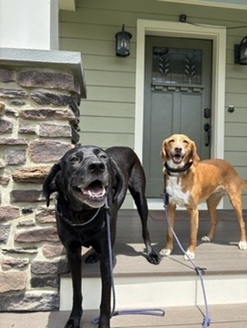 Two dogs on a porch during dog boarding in Annapolis, Maryland